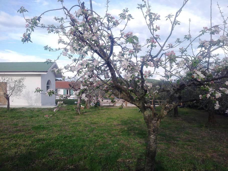 福尔梅洛Gli Olivi住宿加早餐旅馆 外观 照片